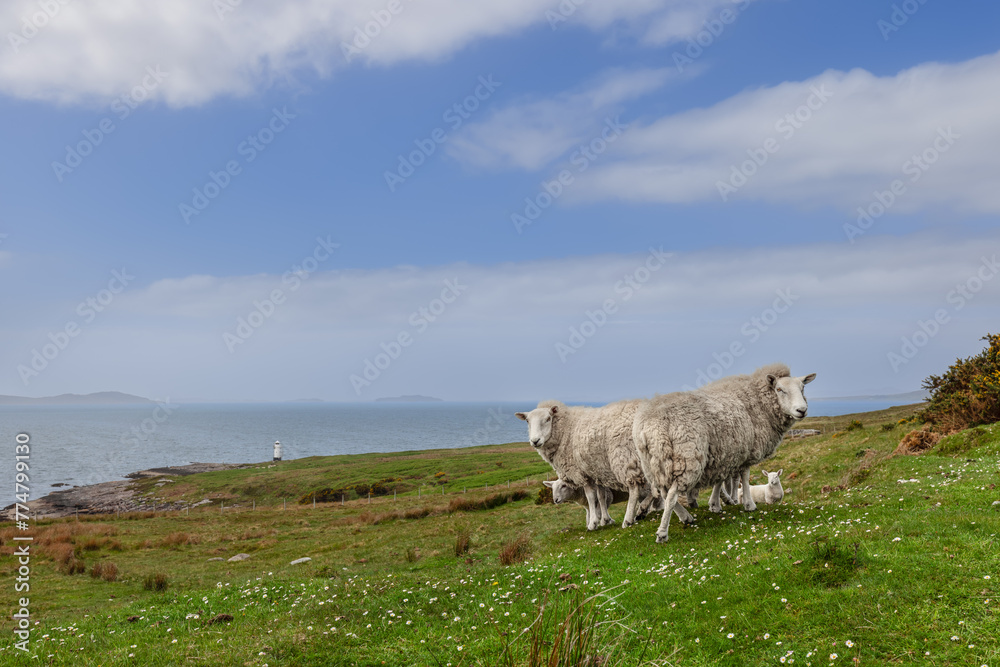 Amidst the coastal serenity of the Scottish Highlands, a flock of sheep enjoys the lush pasture with a picturesque lighthouse in the distance