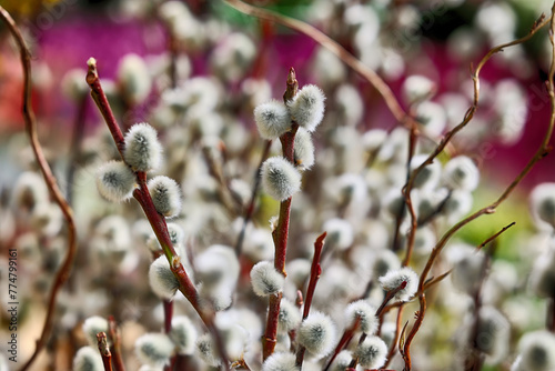 Fototapeta Naklejka Na Ścianę i Meble -  Wiosenne Bazie. Nowe pąki na gałązkach brzozy na wiosnę. Wielkanoc.