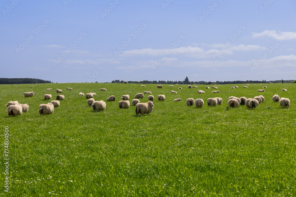 A vibrant scene in Scotland, where a flock of sheep grazes peacefully across a lush green field under a clear blue sky, embodying the idyllic pastoral life of the Scottish countryside