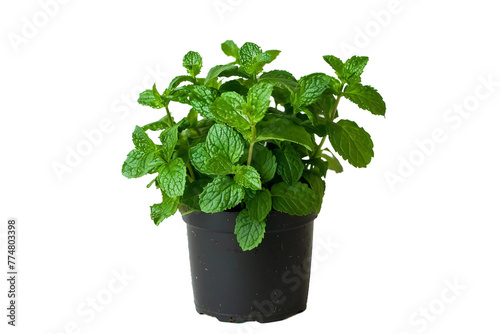 Mint Plant On Transparent Background.