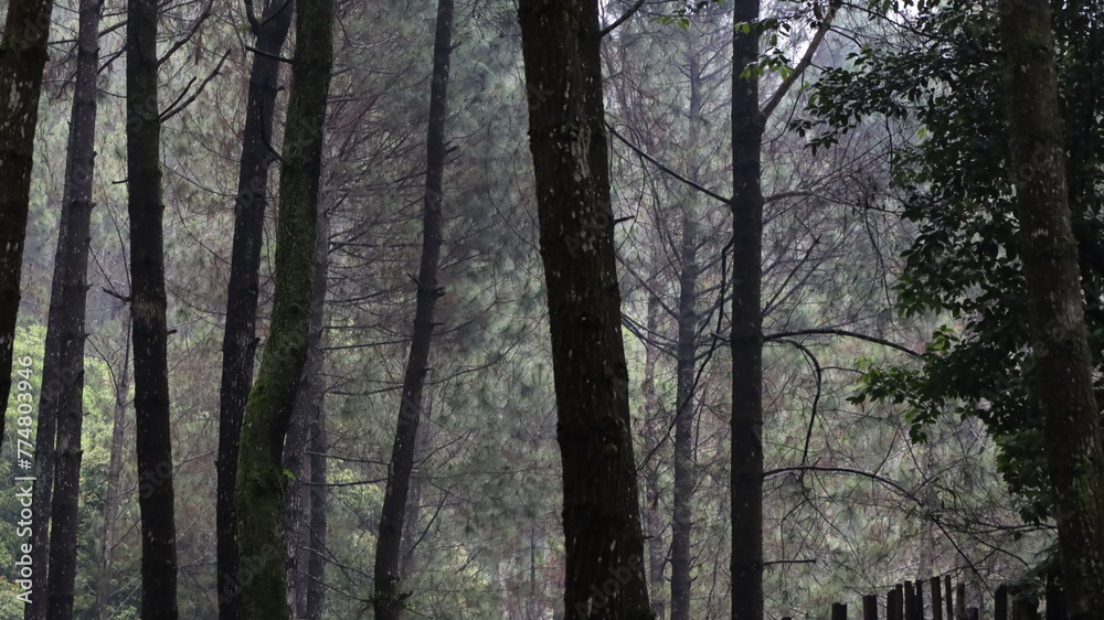 Obraz premium forest in the morning