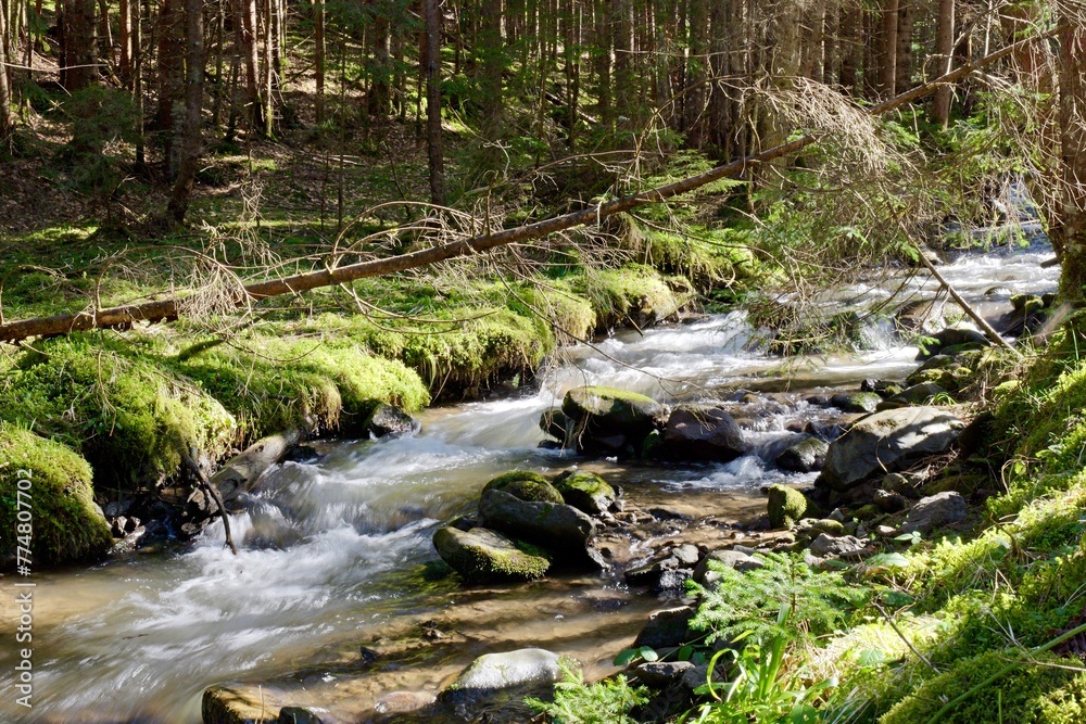 Obraz premium river in the forest