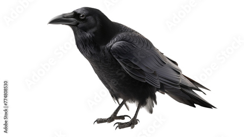 raven on white background
