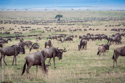Blue Wildebeest (Connochaetes taurinus) herd migrating and grazing on savanna during the great migration, Serengeti National Park, Tanzania.