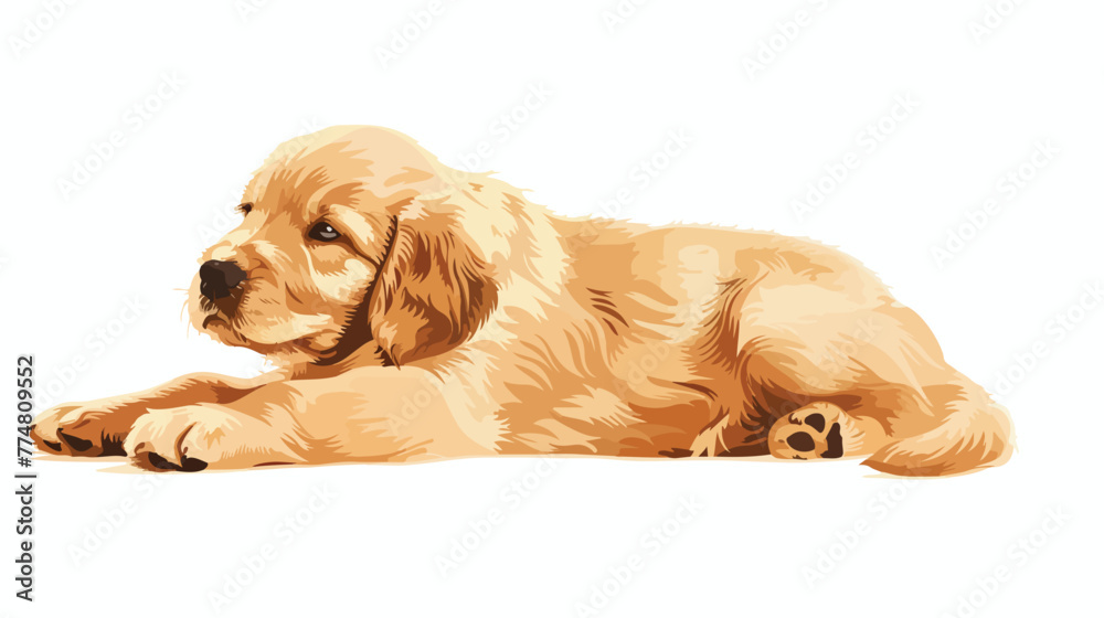 Golden retriever puppy on white flat vector isolated