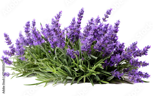 A cluster of delicate lavender flowers gracefully arranged on a pristine white background