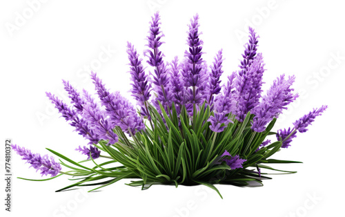 A vibrant cluster of purple flowers scattered on a clean white background