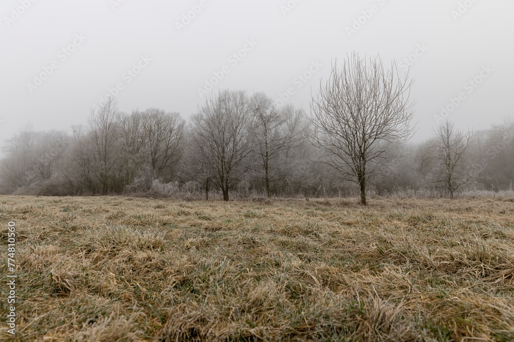 grass during frosts, covered with ice and snow grass during frosts, covered with ice and snow