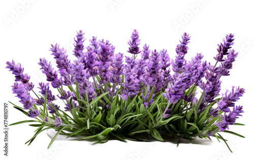Lavender flowers delicately arranged against a pristine white background