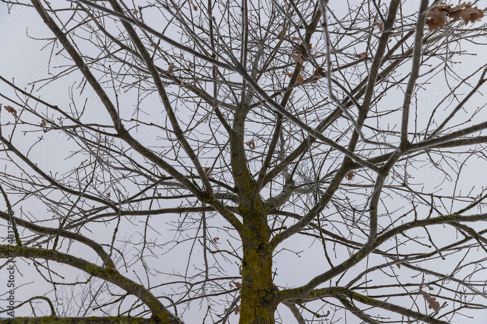 old foliage on an oak tree in winter old foliage on an oak tree in winter