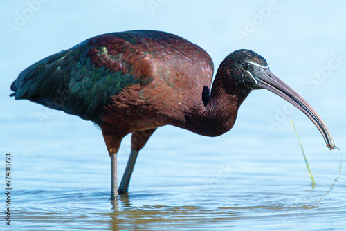 The glossy ibis (Plegadis falcinellus) is a water bird Pelecaniformes and the ibis and spoonbill family Threskiornithidae common in aiguamolls emporda mediterranean girona spain photo