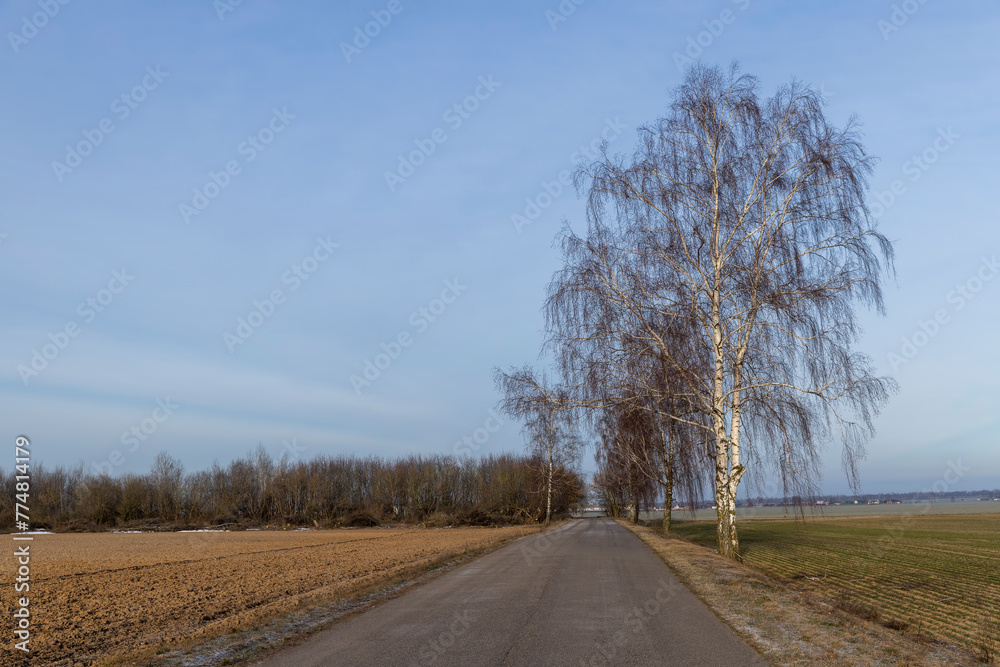 birch without foliage on the edge of the highway in winter