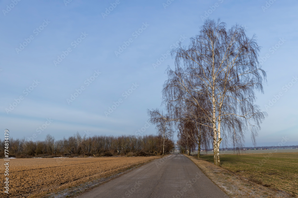 Fototapeta premium birch without foliage on the edge of the highway in winter