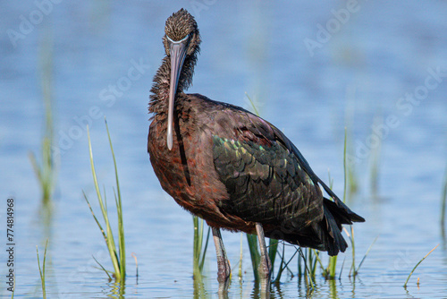 The glossy ibis (Plegadis falcinellus) is a water bird Pelecaniformes and the ibis and spoonbill family Threskiornithidae common in aiguamolls emporda mediterranean girona spain