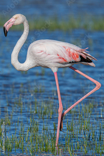 The greater flamingo  Phoenicopterus roseus  is the most widespread and largest species of the red flamingo family Common in aiguamolls emporda girona spain europe