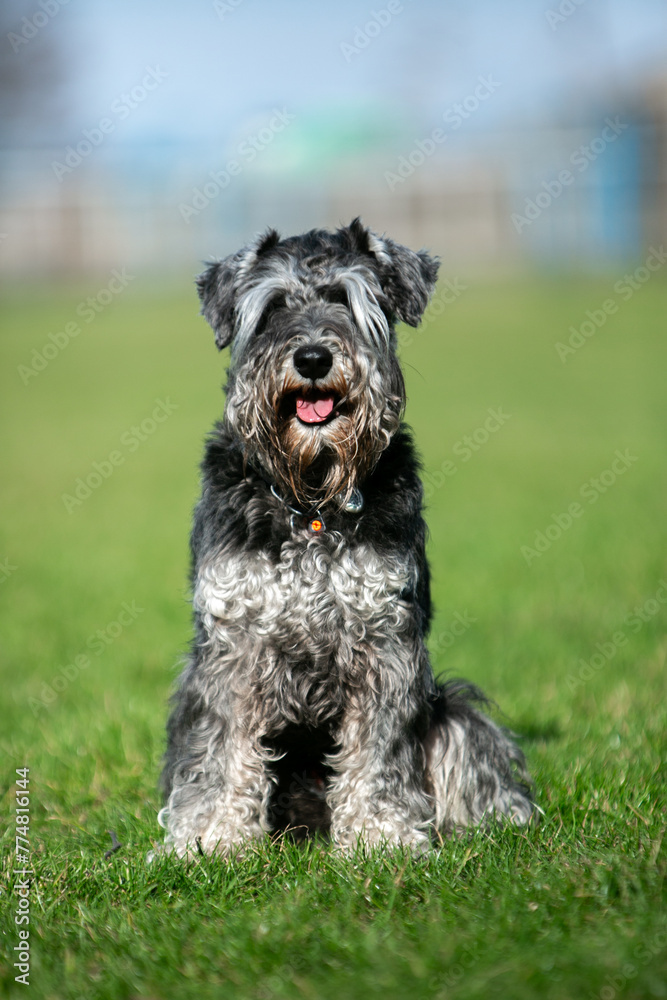 Fototapeta premium miniature schnauzer in green grass