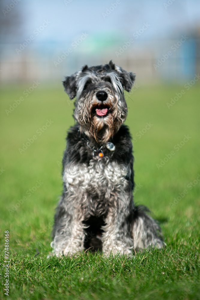 miniature schnauzer in green grass