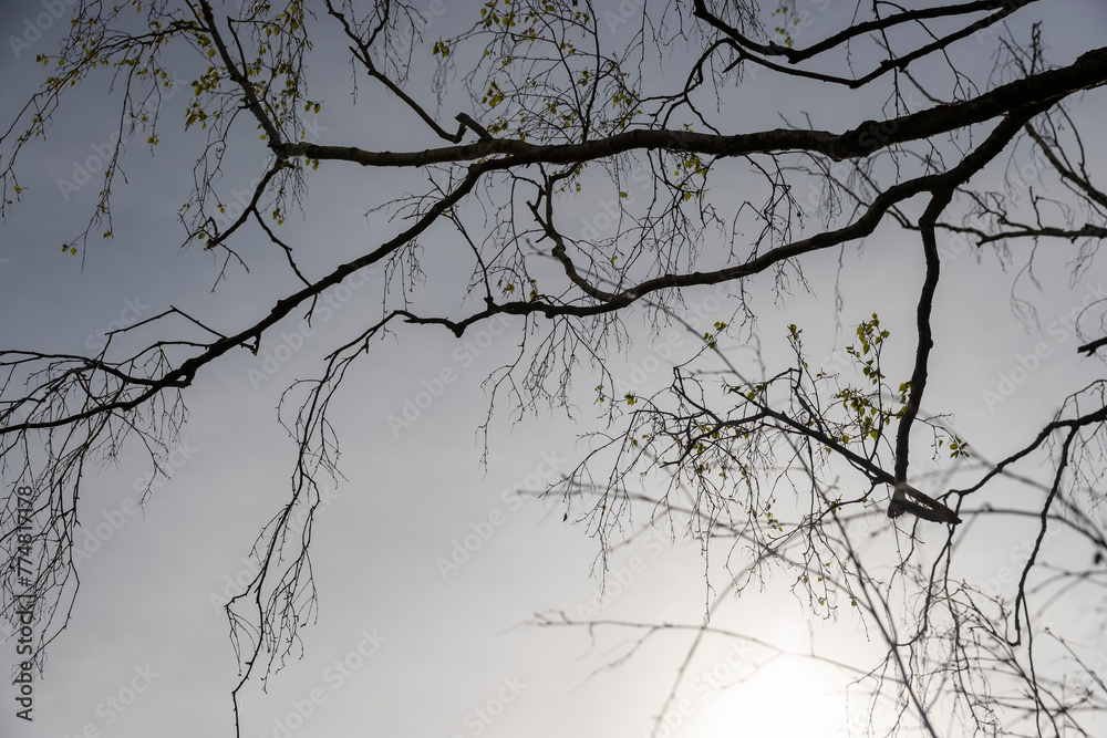 beautiful trees in warm spring weather with the first foliage beautiful trees in warm spring weather with the first foliage