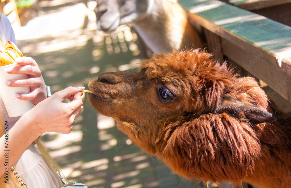Fototapeta premium close-up of a girl feeding a llama from her hands.