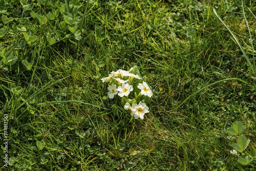 Wild White Primrose, Zurich, Switzerland