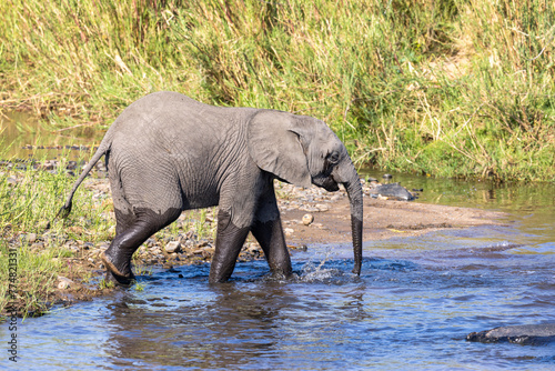 Young elephant drinking water