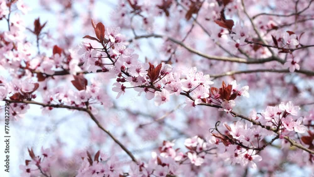 beautiful flowering cherry blossom branch in front of blurred tree top in slow motion wind beautiful flowering cherry blossom branch in front of blurred tree top in slow motion wind