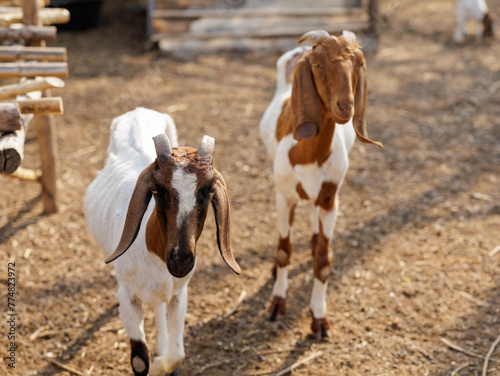 goat in barn middle of field © YSTUDIO