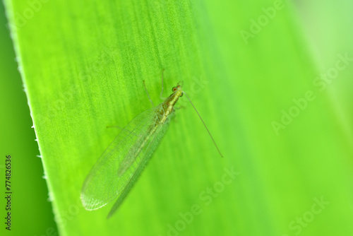 A lacewing, an insect with transparent wings, sits on a green leaf.