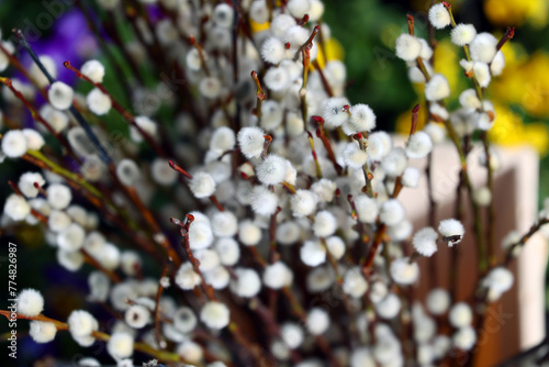 Fototapeta Naklejka Na Ścianę i Meble -  Wiosenne Bazie. Nowe pąki na gałązkach brzozy na wiosnę. Wielkanoc.