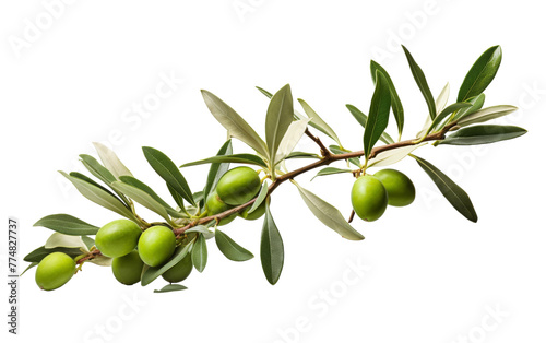 A green olive branch adorned with fresh olives © yousaf