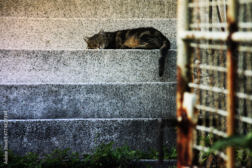 schlafende Katze auf Treppe photo