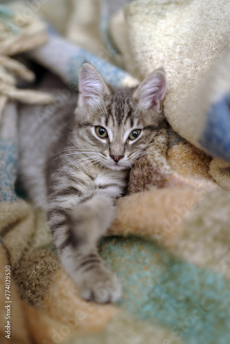 Kitten lying on top of blanket
