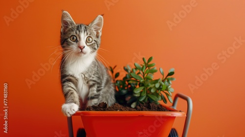 Grey and white tabby kitten stands inside red toy wheelbarrow with green plant soil against orange background