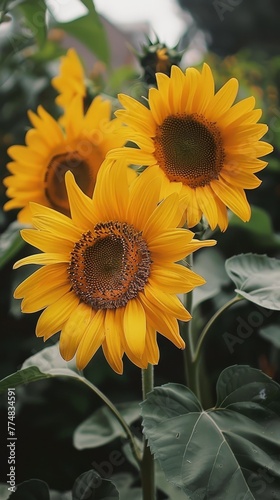 a group of sunflowers in a field