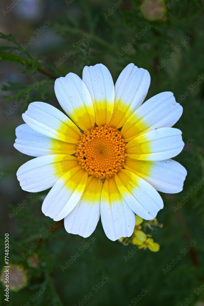 Fototapeta premium Blooming daisy in spring