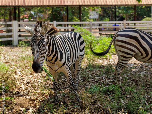Zebra standing in the coop