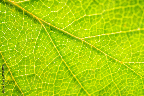Green leaf texture surface background close up