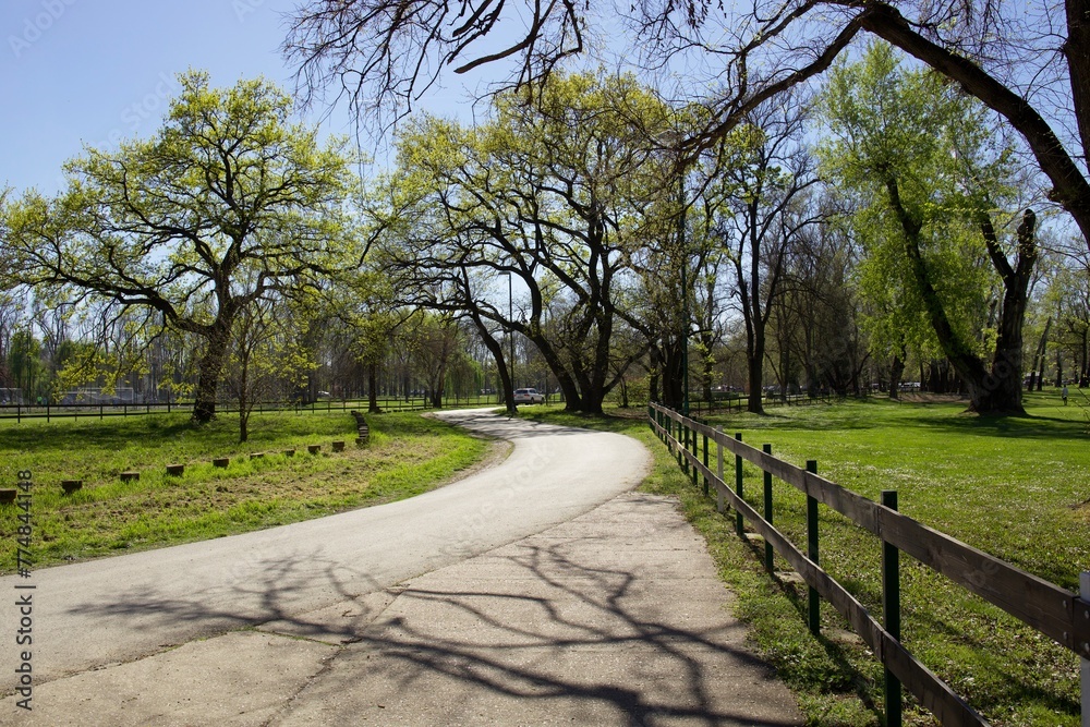 asphalt road through the park, spring landscape on a sunny day.
