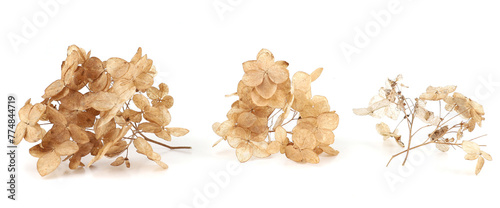Dried flower Hydrangea isolated on white background.  Withered delicate hortensia flower.