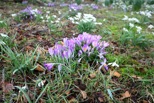 Purple crocuses blooming in a garden in spring time