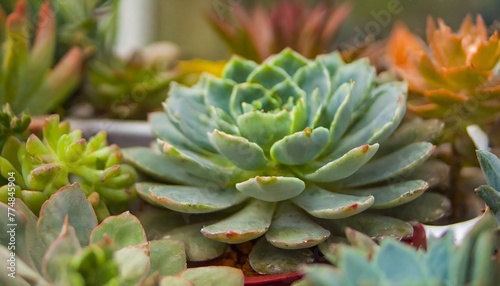 A vibrant collection of Echeveria succulents plants in decorative pots,