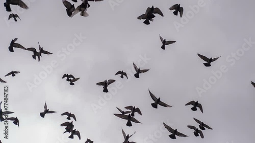Large Flock of Birds. A huge flock of black birds moves slowly and dramatically against a gray, cloudy sky. Slow Motion