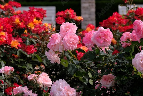 Fototapeta Naklejka Na Ścianę i Meble -  pink rose in full blooming	