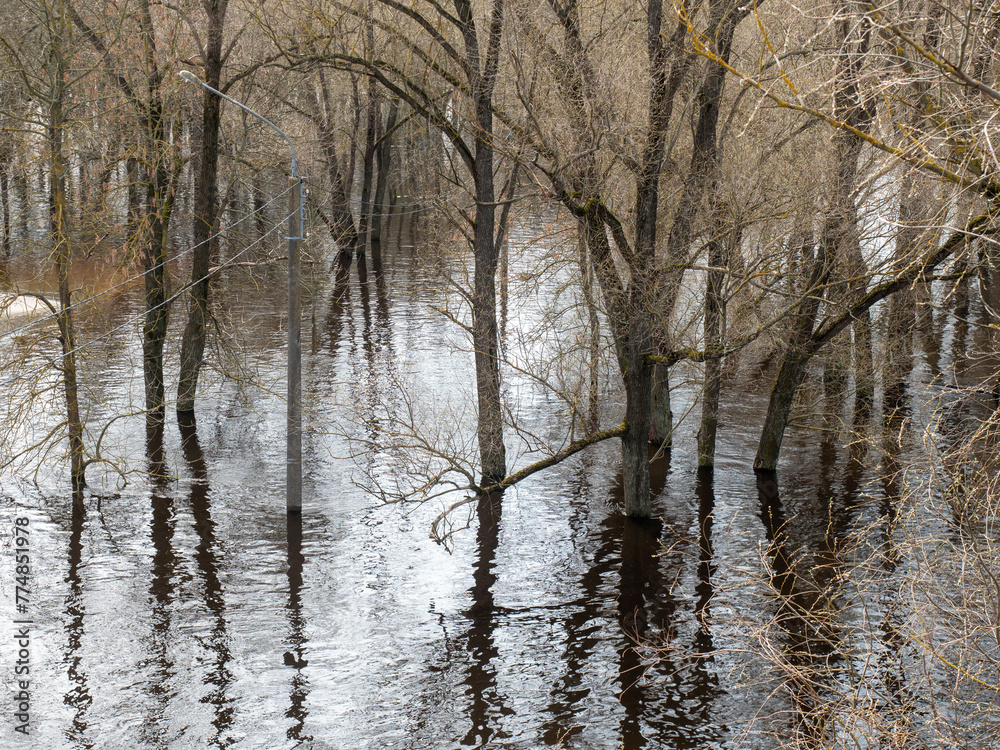 flooded trees in the forest after a flood in early spring flooded trees in the forest after a flood in early spring