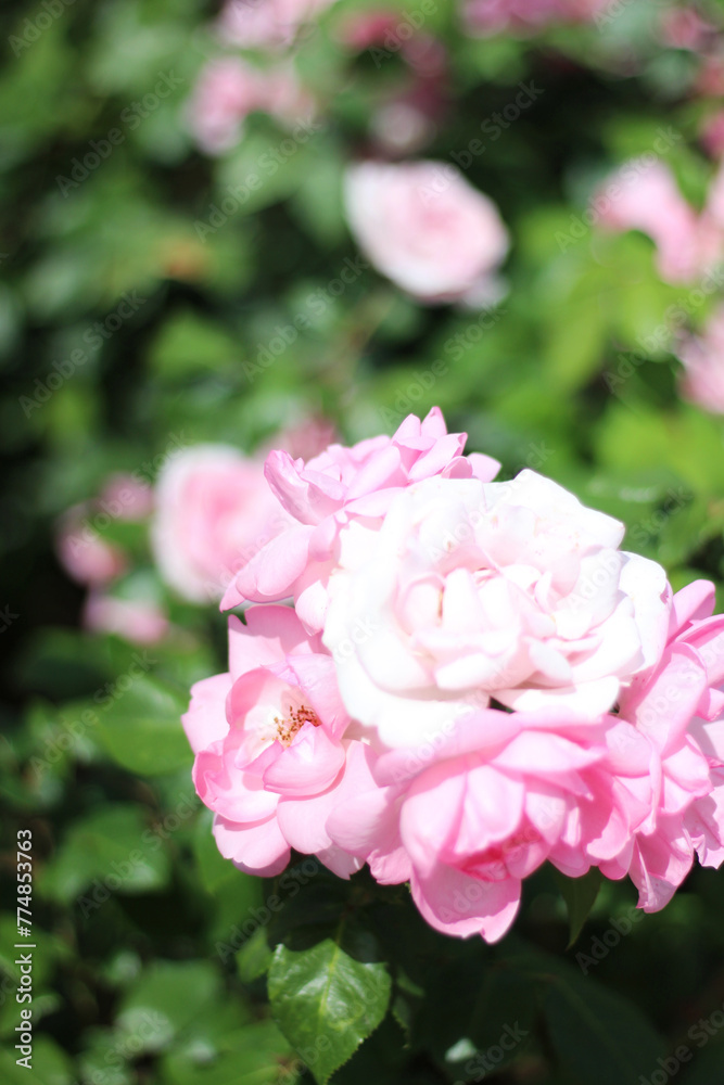 Gardening. Blooming Rose Bush with Delicate Pink Flowers. Spring Background.