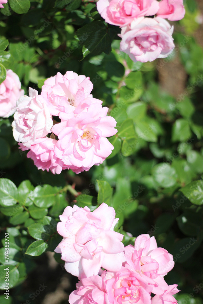 Pale Pink Rose Bush. Rose Flowers Blooming in Spring. Botanical Garden. Pale Pink Rose Bush. Rose Flowers Blooming in Spring. Botanical Garden.