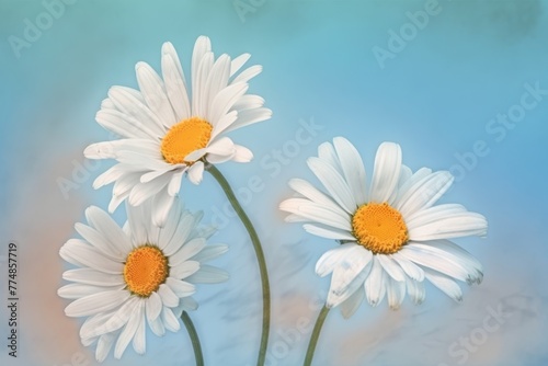 Beautiful daisies on a blue background. Chamomile flowers. AI Generative