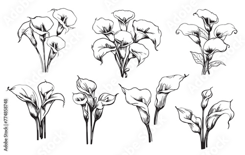 Set of calla lilies hand drawn sketch in doodle style illustration