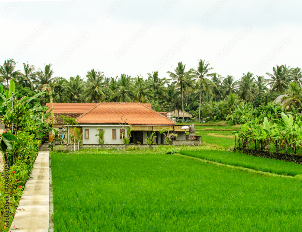 rice field in Bali rice field in Bali