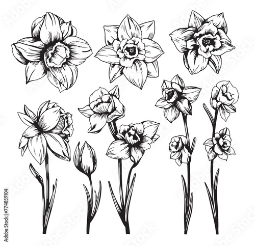 Set of daffodils painted with a line. Flowers for coloring. Design element.